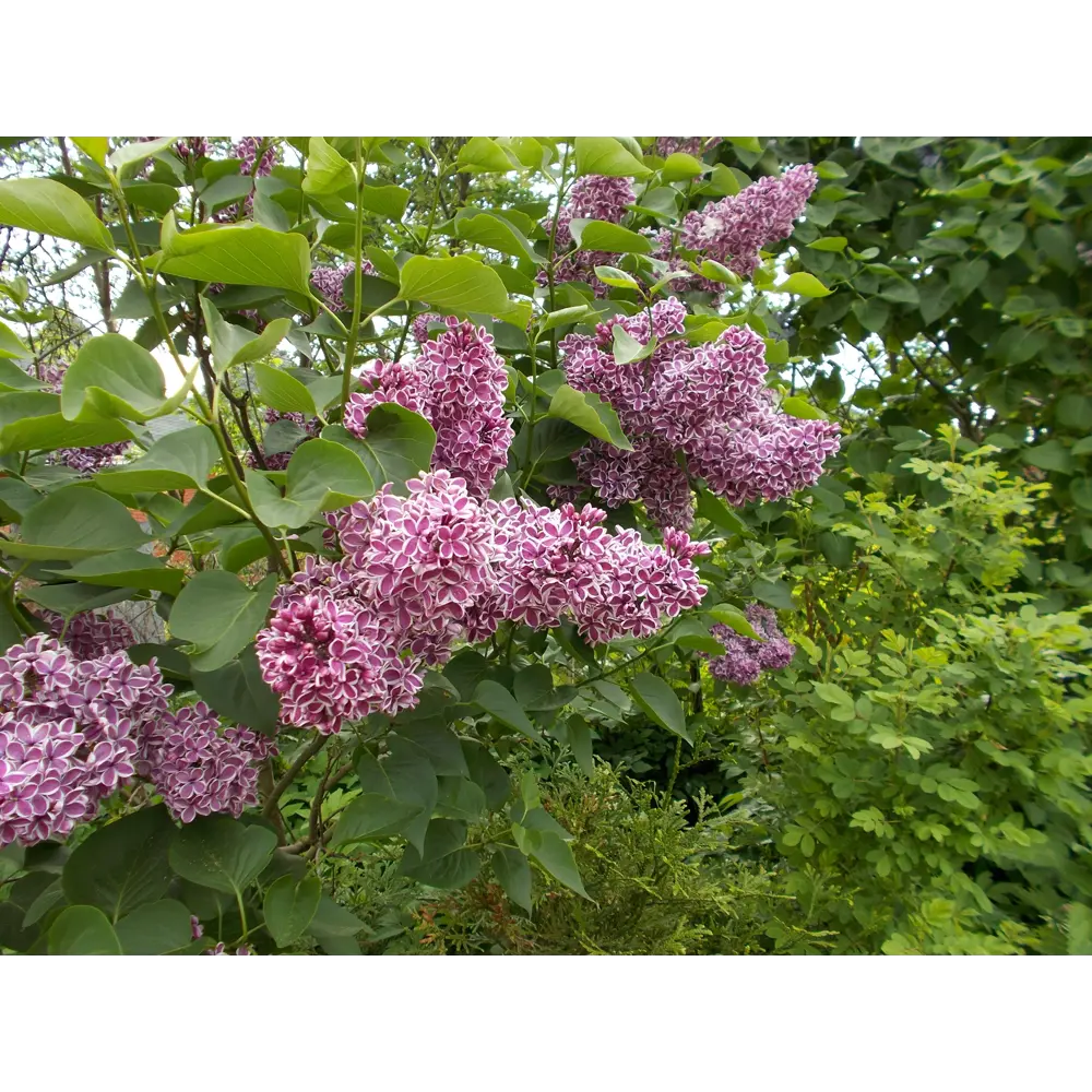 Сирень обыкновенная «Сенсация» 9x15 см 82625251 STLM-2149725 PLANTMARKET  - Вид №2
