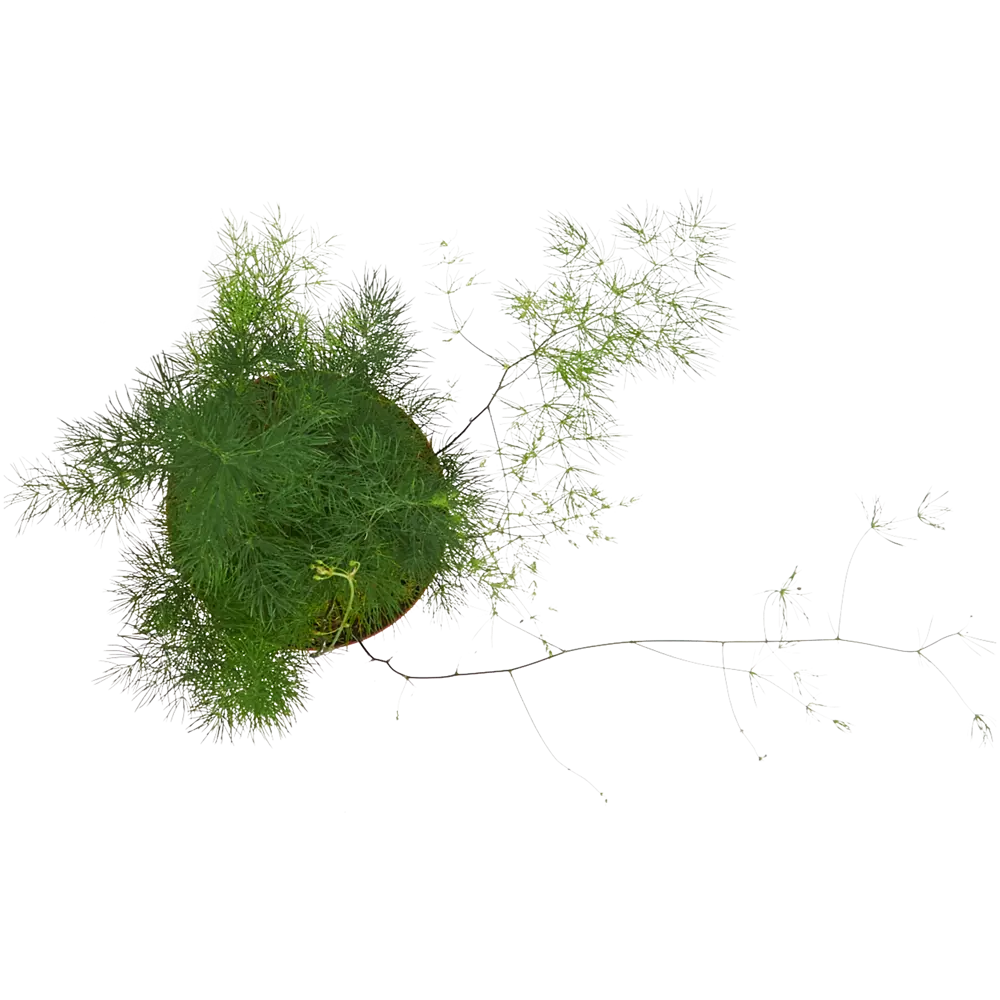 Аспарагус микс ø12 h35 см Santreyd STLM-2166277 - Вид №1