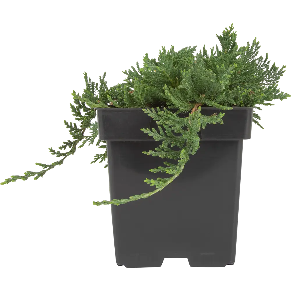 Можжевельник горизонтальный Вилтони ø15 h35 см 84834021 STLM-2006094 PLANTMARKET  - Вид №1