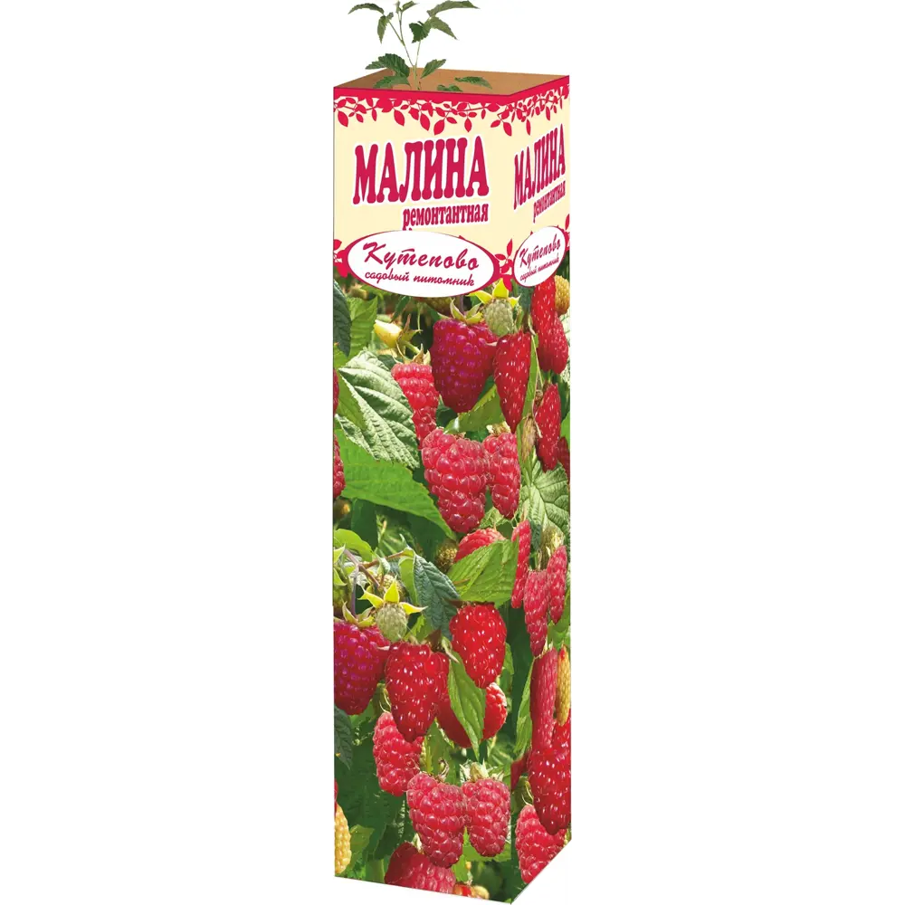 Малина ремонтантная 9x35 см 83539287 STLM-2194328 Santreyd 