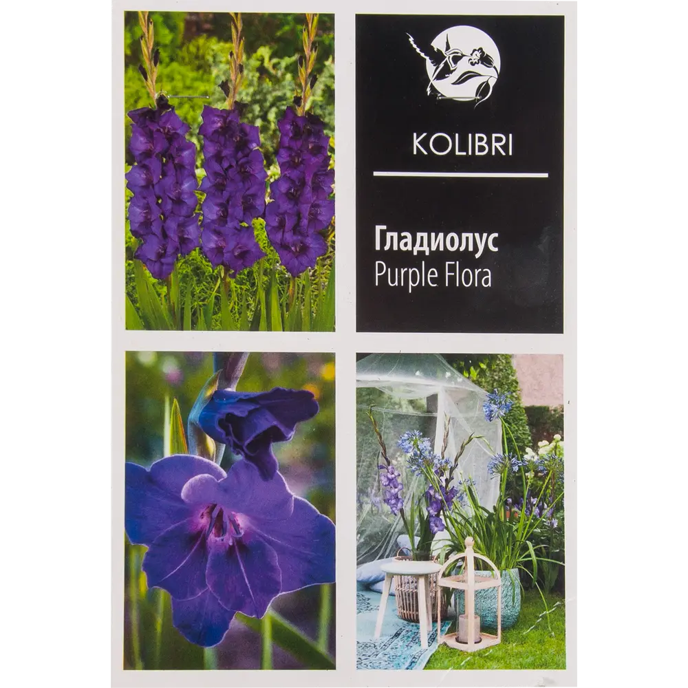 Гладиолус крупноцветковый «Пёрпл Флора» 82539349 STLM-2152533 КОЛИБРИ 