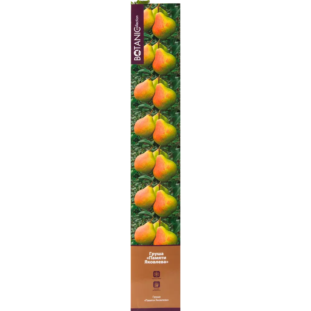 Груша Памяти Яковлева в тубе 82539560 STLM-2170097 BOTANIC COLLECTION 