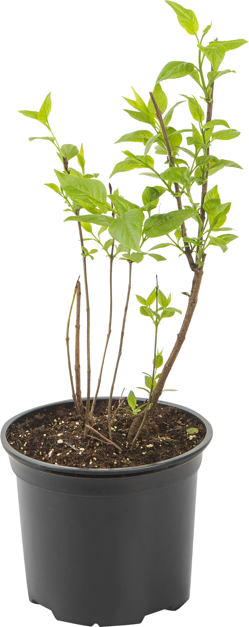 Сирень обыкновенная «Память о Колесникове» 3 л 81968681 Santreyd STLM-0016054