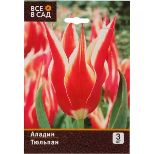 Тюльпан Аладдин 10/11, 3 шт. 11136210 STLM-2007400