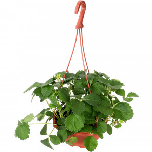 12710130 Рассада «Земляника ампельная», 40x19 см