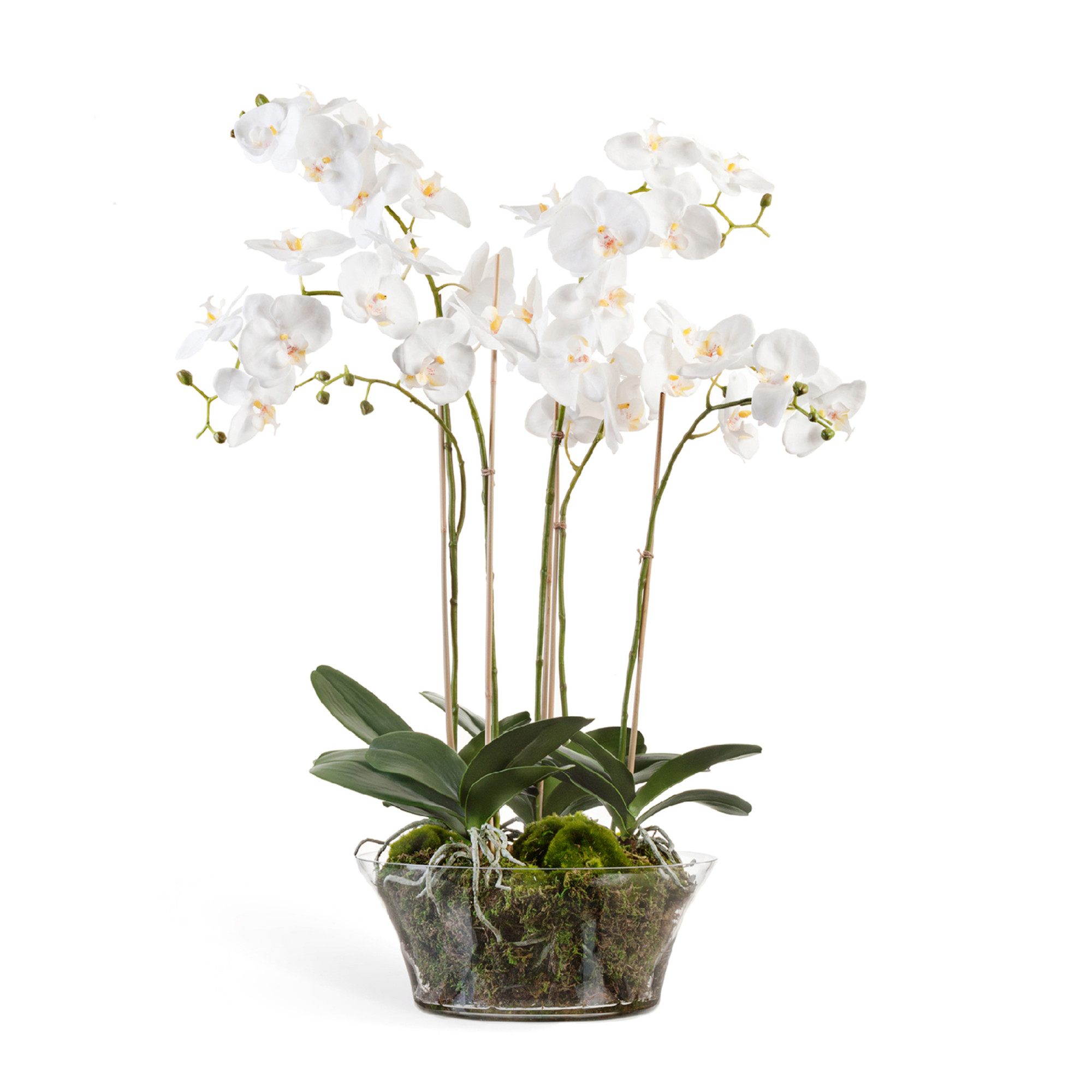 2000983190154 Орхидея Фаленопсис белая BUBOLA E NAIBO Santreyd 