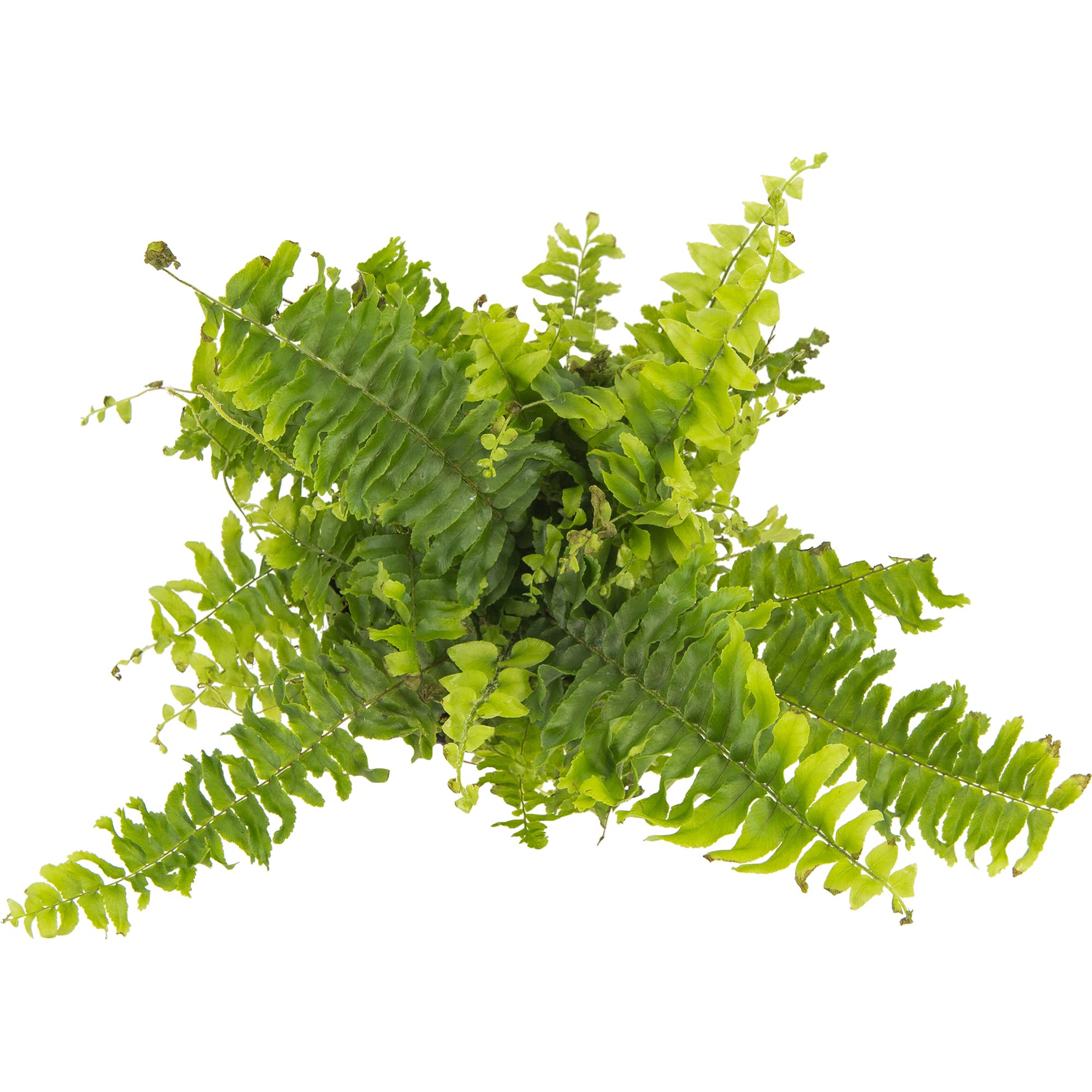 13534108 Нефролепис Грин Леди 12х37 см Santreyd  - Вид №1