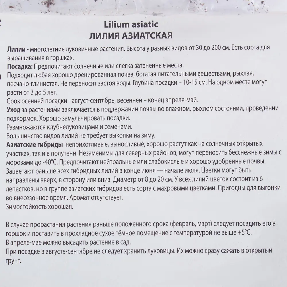 Лилия азиатская «Леди Элайн» 81945456 STLM-2019721 Santreyd  - Вид №2