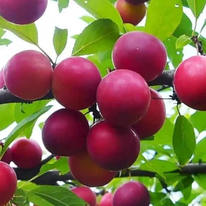 Алыча Путешественница ø22 h120 см