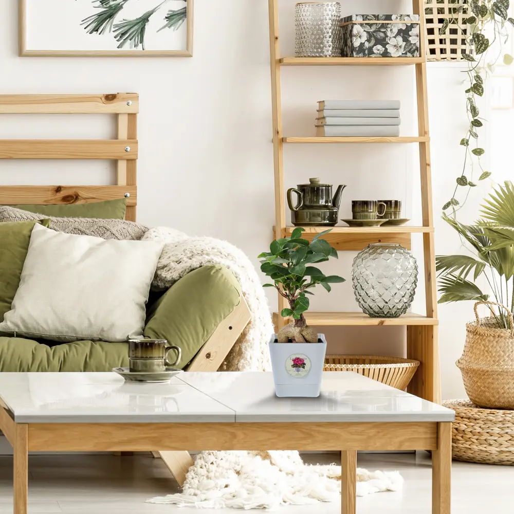 Бонсай фикус Santreyd — миниатюрное дерево для интерьера 82578759 STLM-0030467 - Вид №3