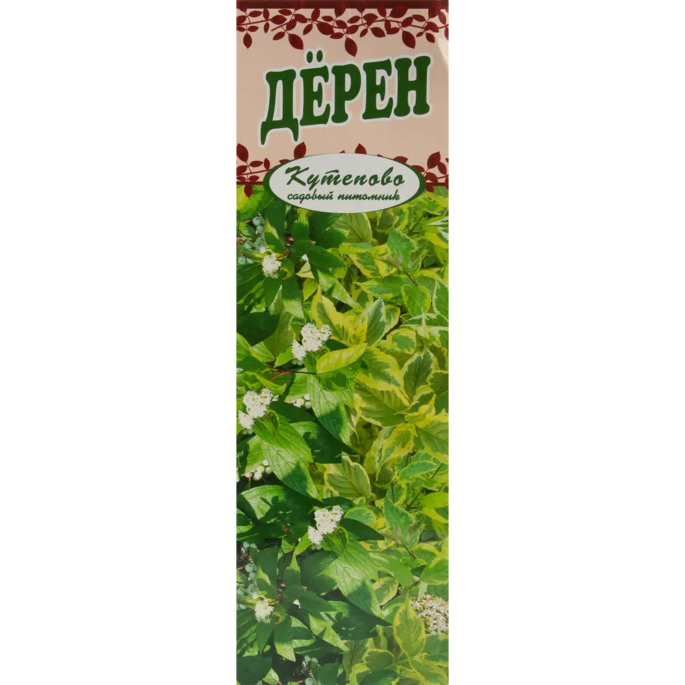 Дерен белый Аргентеомаргината 9x30 см 83539220 STLM-2140553 Santreyd 