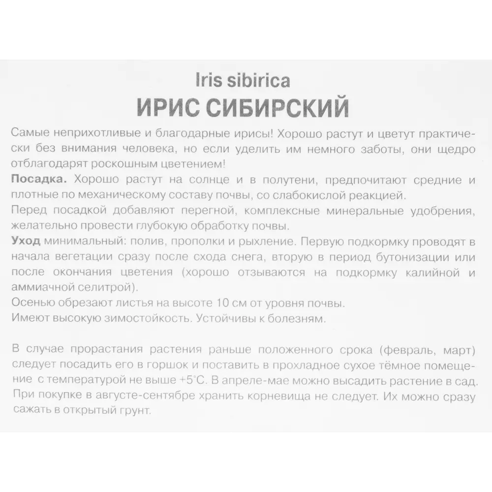 Корневище ирис сибирский Карриер разноцветный 82710743 STLM-2190148 Santreyd  - Вид №2