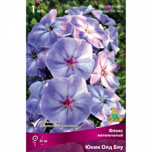 82530311 Флокс метельч Юник Олд Блу для Патио