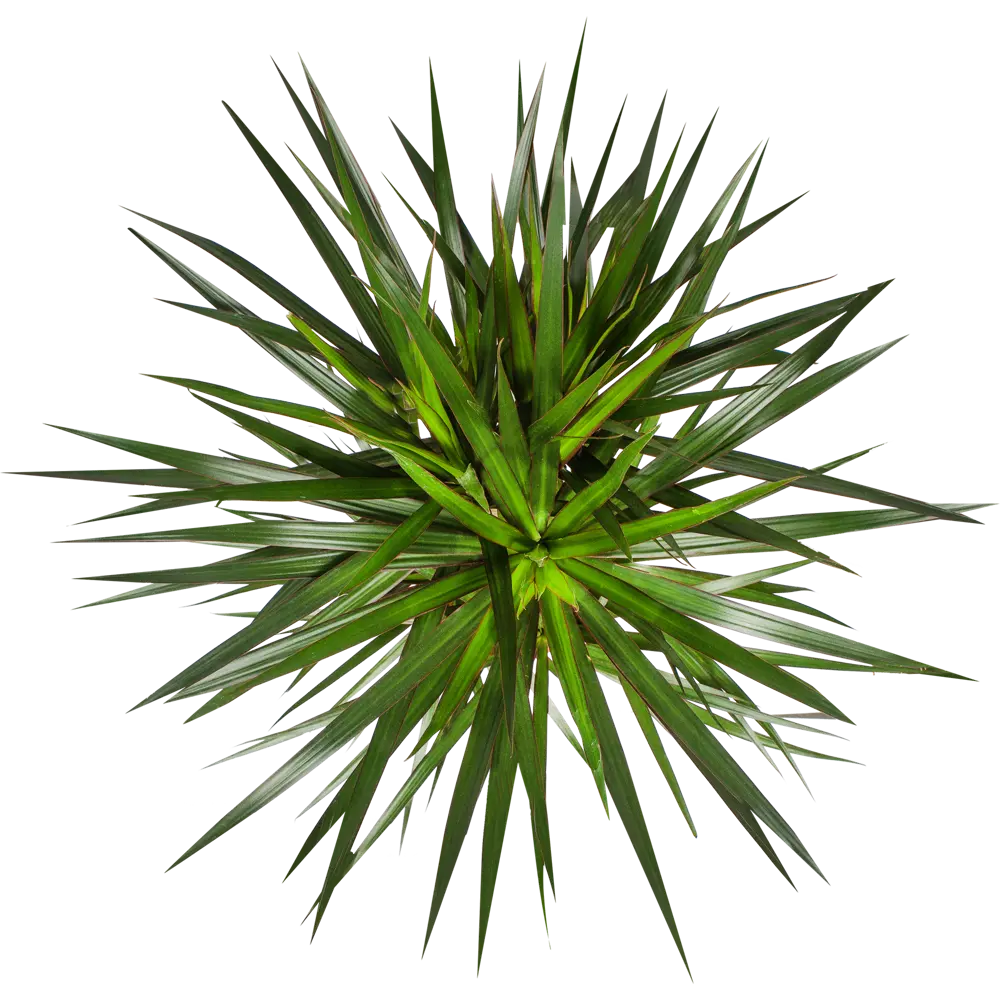 Santreyd Драцена Маргината — живое украшение интерьера с функцией очистки воздуха 14030956 STLM-0004200 - Вид №1