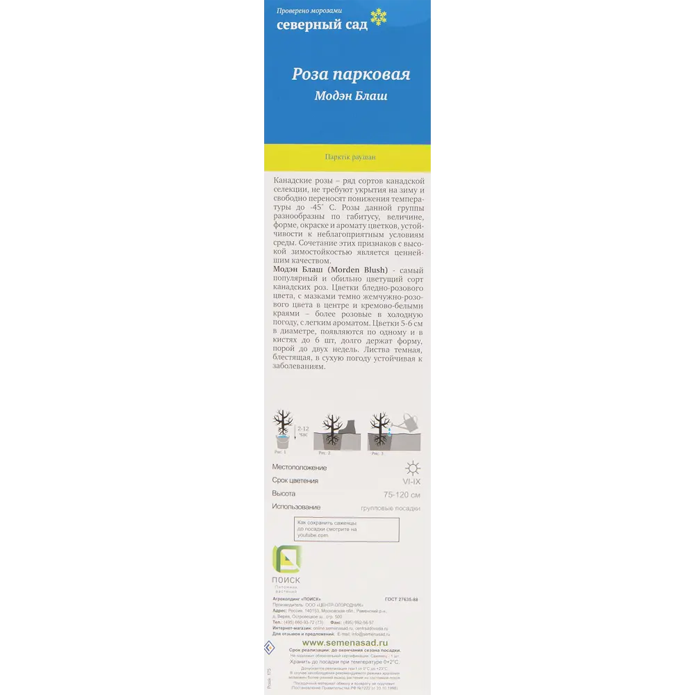 Роза канадская парковая Модэн Блаш 82527400 STLM-2037479 Santreyd  - Вид №1