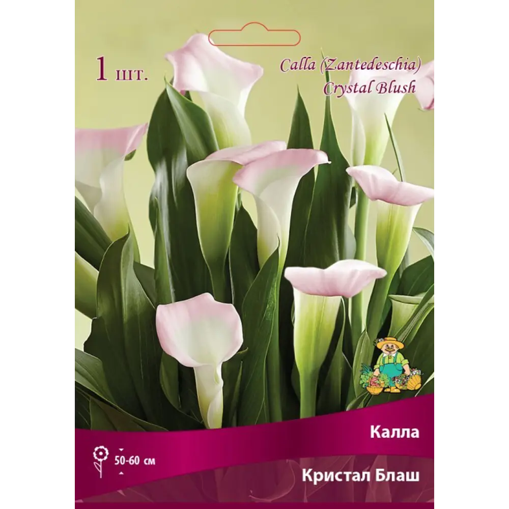 Калла Кристал Блаш луковица 14/16 83598106 STLM-2060521 Santreyd 