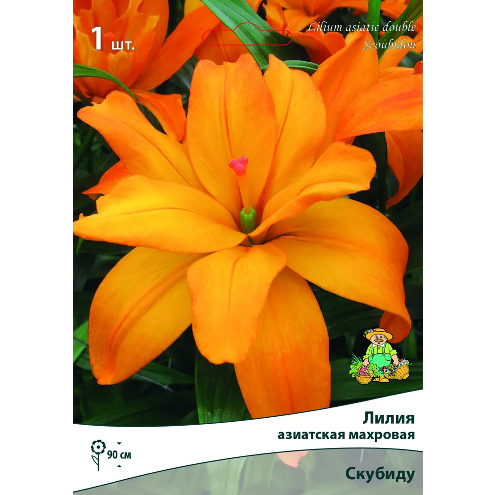 Лилия азиатская махровая Скубиду луковица 14/16 83597447 STLM-2052084 Santreyd 