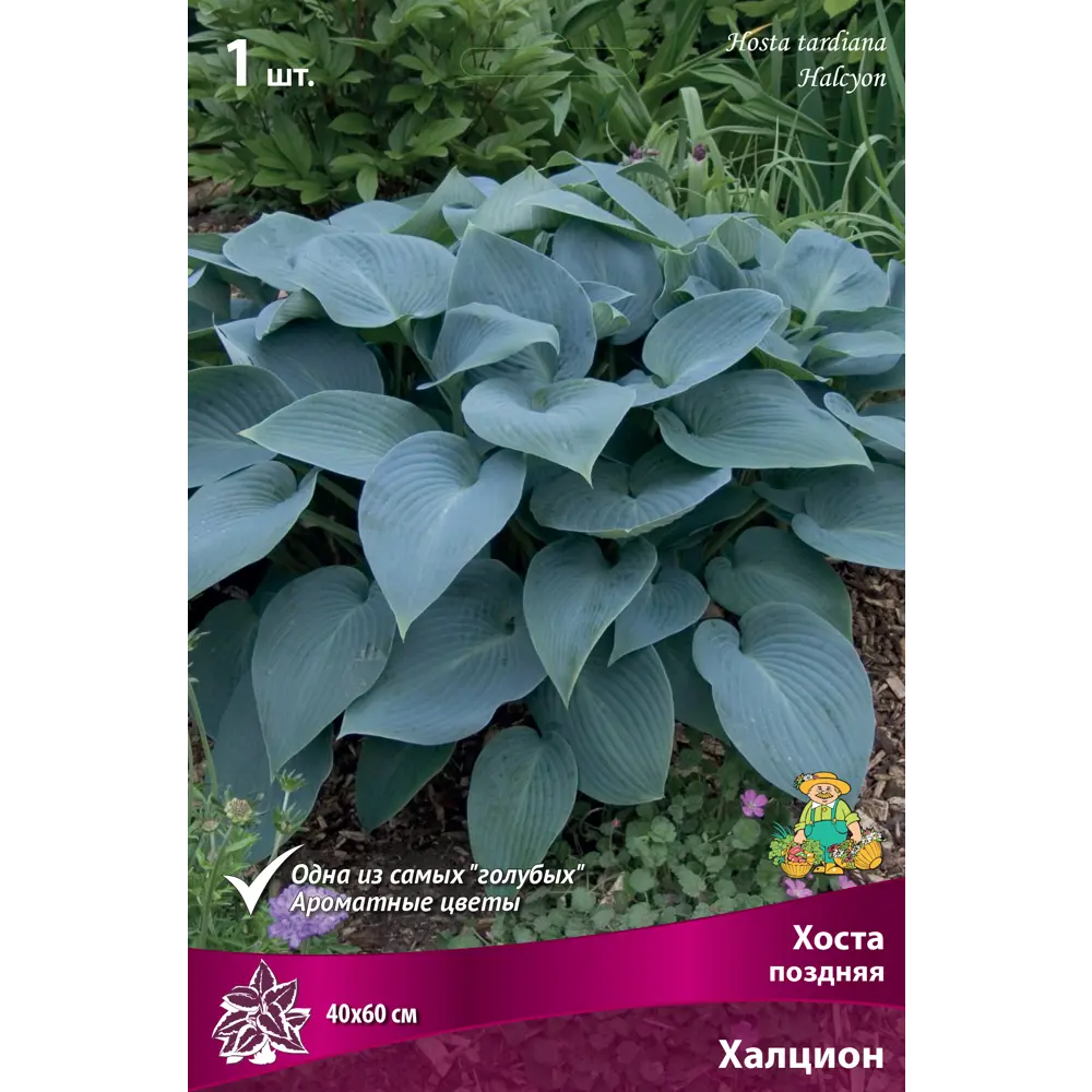 Хоста поздняя «Халцион», 1 шт Santreyd STLM-2207717
