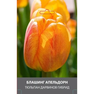 Тюльпан Дарвинов гибрид Блашинг Апельдорн луковицы 10 89432966 STLM-2206481