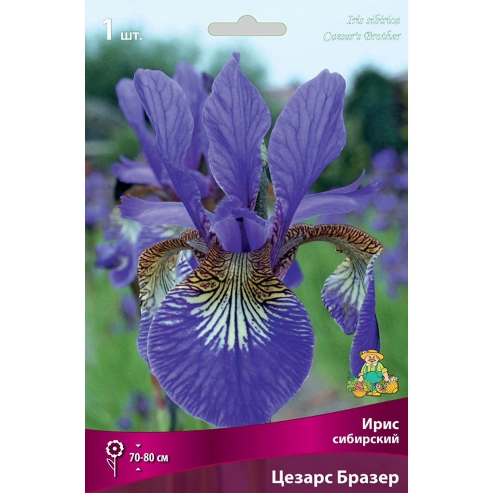 82319544 Ирис сибирский «Цезарс Бразе», размер луковицы I Santreyd  - Вид №2
