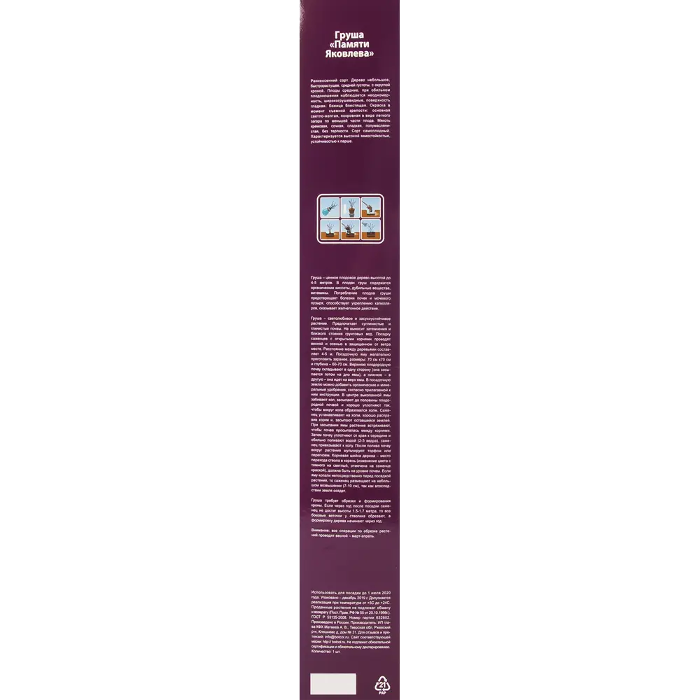 Груша Памяти Яковлева в тубе 82539560 STLM-2170097 BOTANIC COLLECTION  - Вид №2