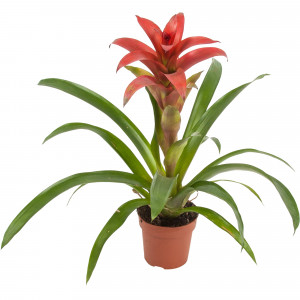 82548582 Гузмания Тутти Фрутти 13х40 см