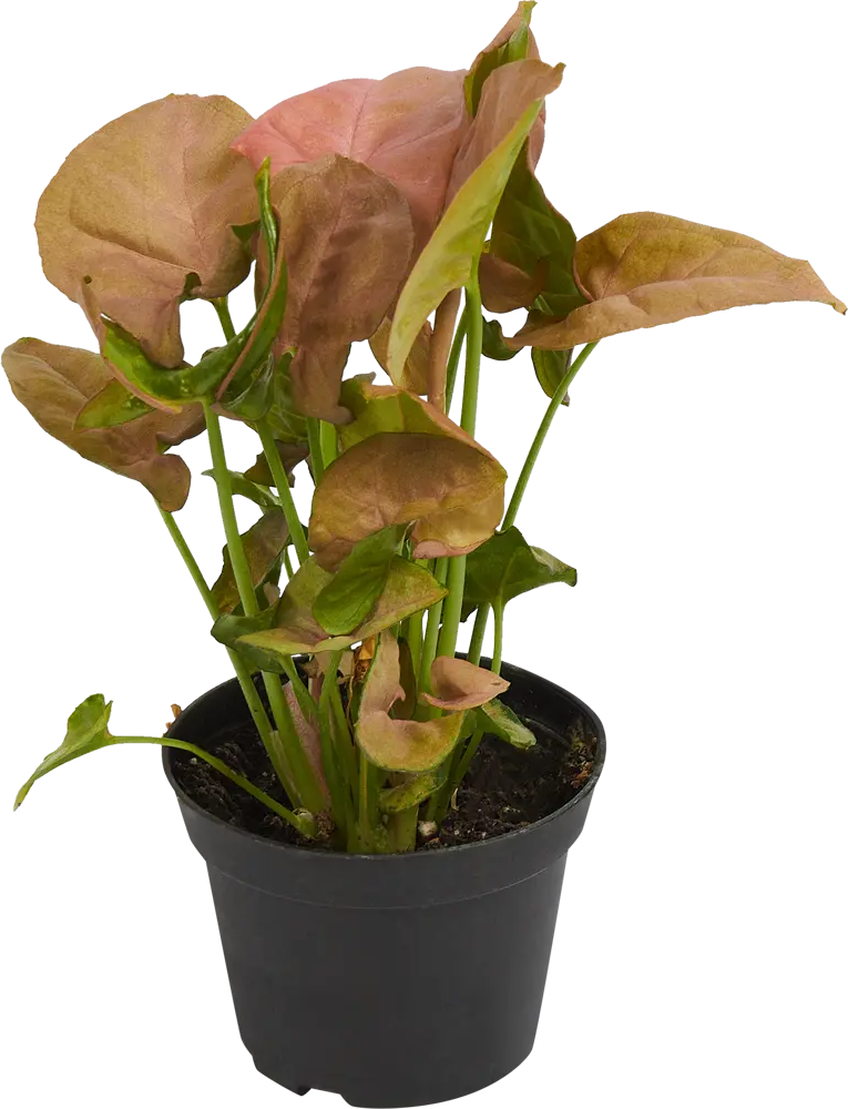 Santreyd Сингониум Неон Робуста — комнатное растение с розово-зелеными листьями 82741702