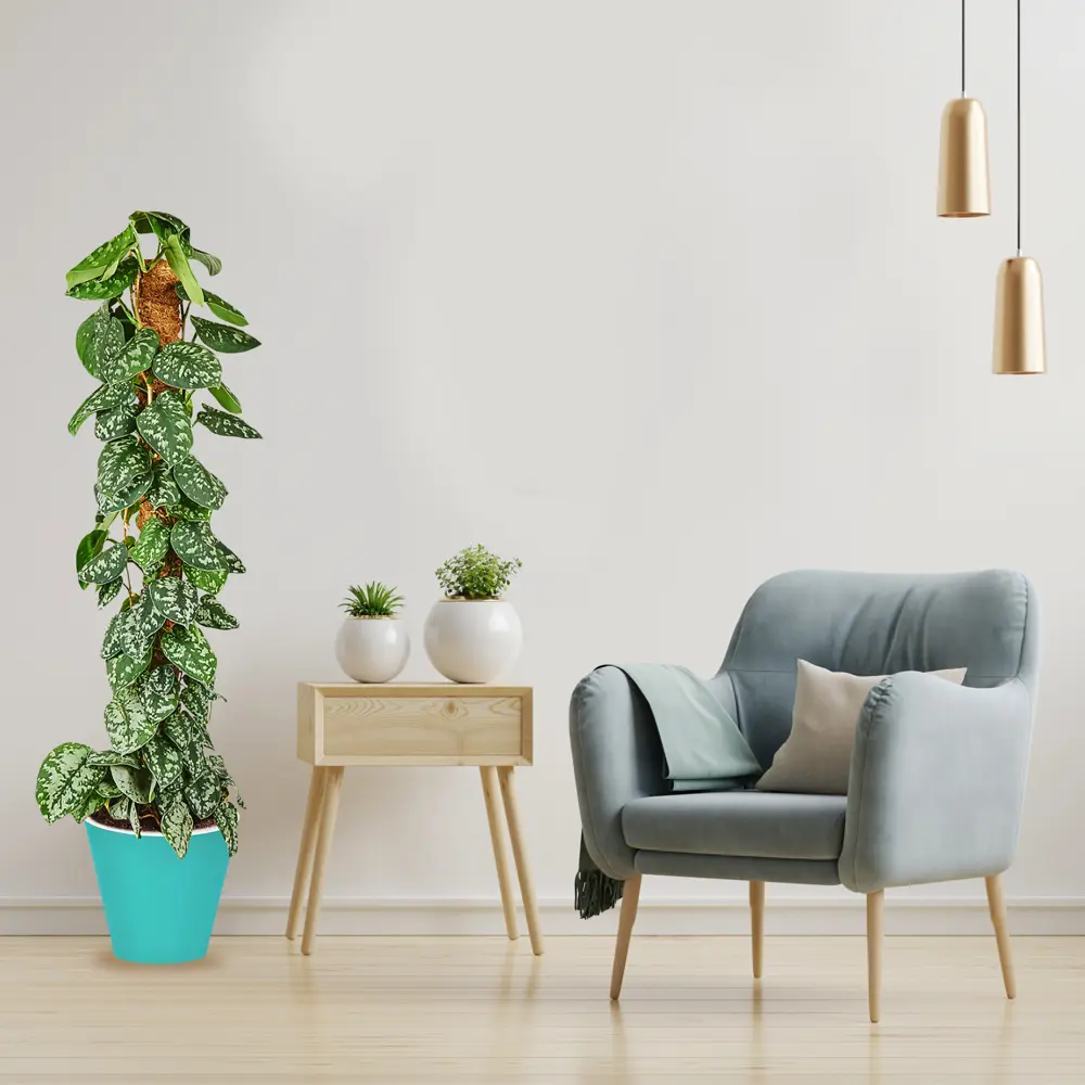 Сциндапсус Пиктус 24x120 см 82892081 STLM-2060695 Santreyd  - Вид №3