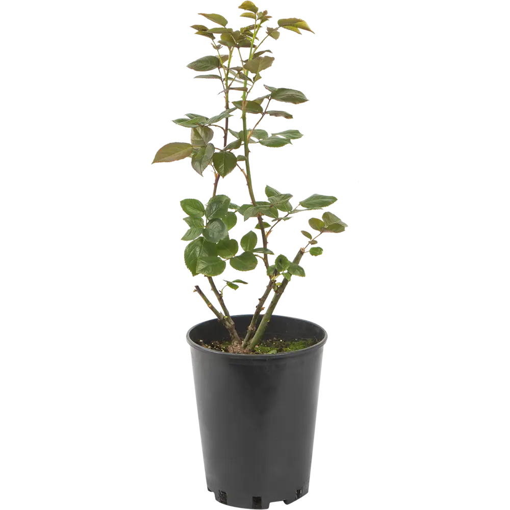 Роза плетистая «Компассион» 19x55 см 82625104 STLM-2017916 PLANTMARKET 