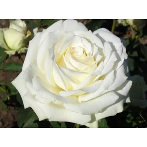 Роза чайно-гибридная Аваланж ø18 h40 см 89365237 STLM-2130072