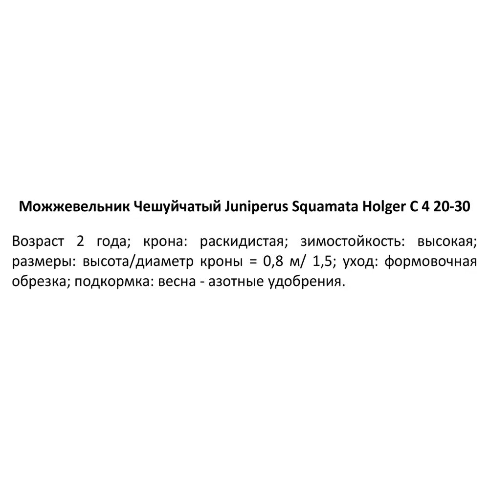 PLANTMARKET Можжевельник Холгер - вечнозеленый кустарник с серебристо-золотой хвоей 84406463 STLM-1585206 - Вид №2