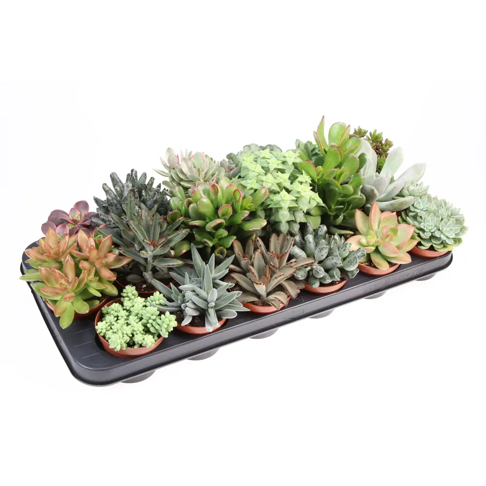 Суккулент микс в горшке ø8.5 см - набор комнатных растений 89434495 Santreyd STLM-1581813