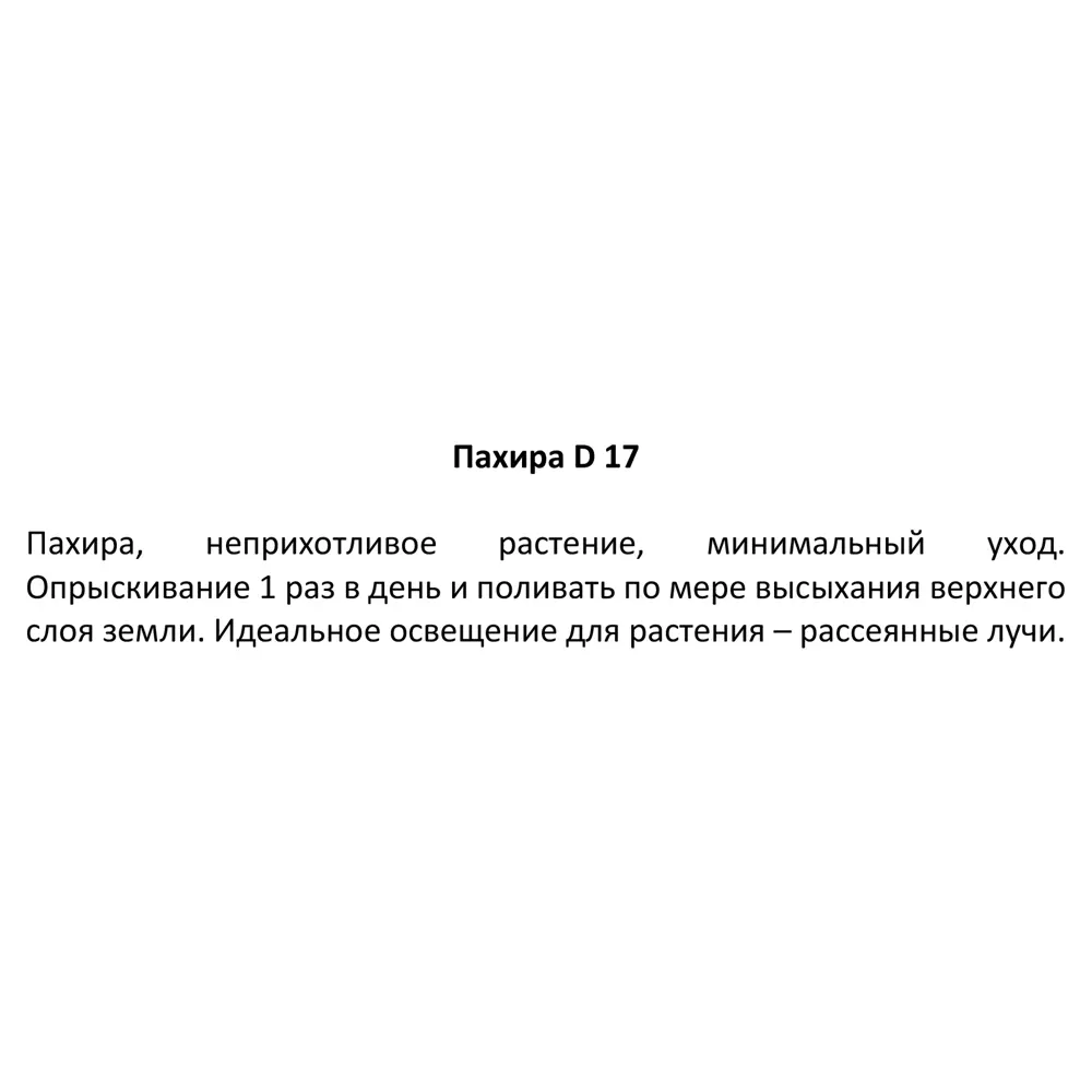 Пахира d17 h40 см 83590749 STLM-2106414 Santreyd  - Вид №2