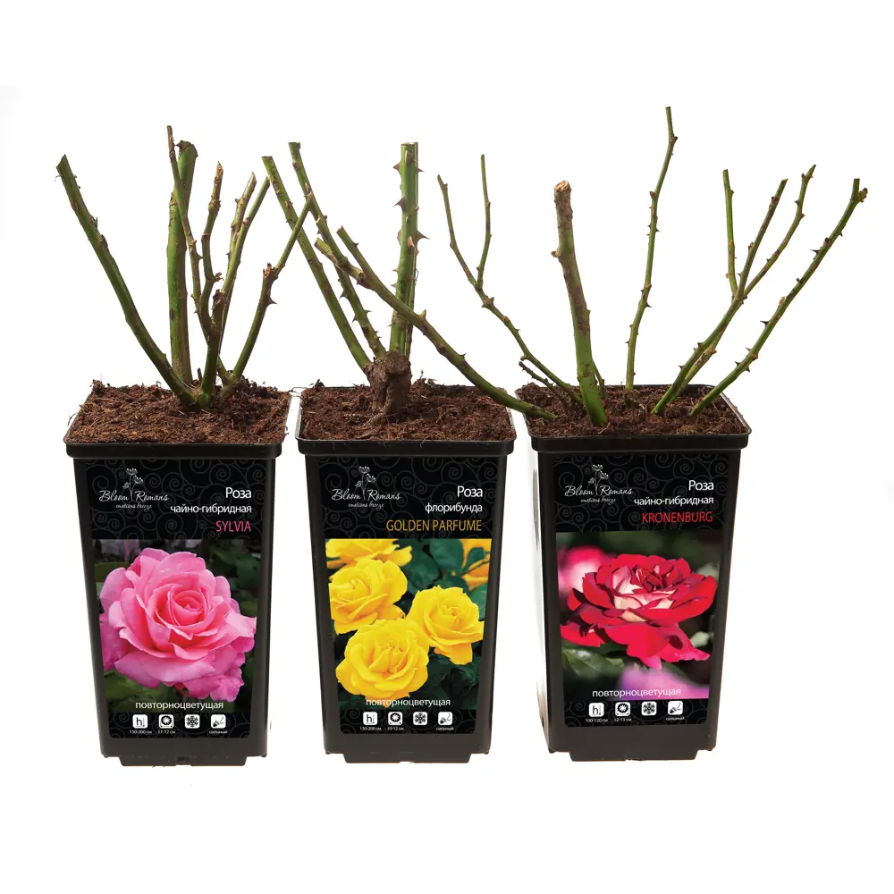 Santreyd Парковая роза микс - изысканное украшение сада 84721377 STLM-0054018 - Вид №4