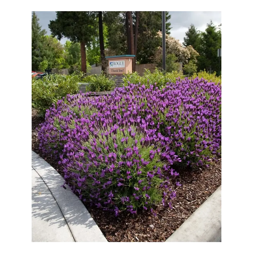 Лаванда узколистная Эллганс Пёрпл h15 см Santreyd STLM-2072767