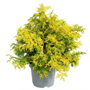 Кипарисовик туполистный Камарачиба ø23 h20 см