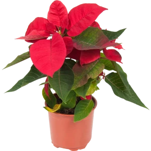 82941550 Пуансеттия микс 13 см STLM-1354465