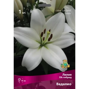 Лилия ЛА-гибрид Вадалио - луковица 16/18 с белоснежными цветами 83597422
