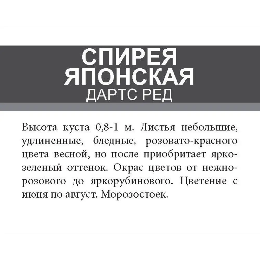 Спирея японская Дартс Ред ø15 h35 см 85670452 STLM-2200313 Santreyd  - Вид №1