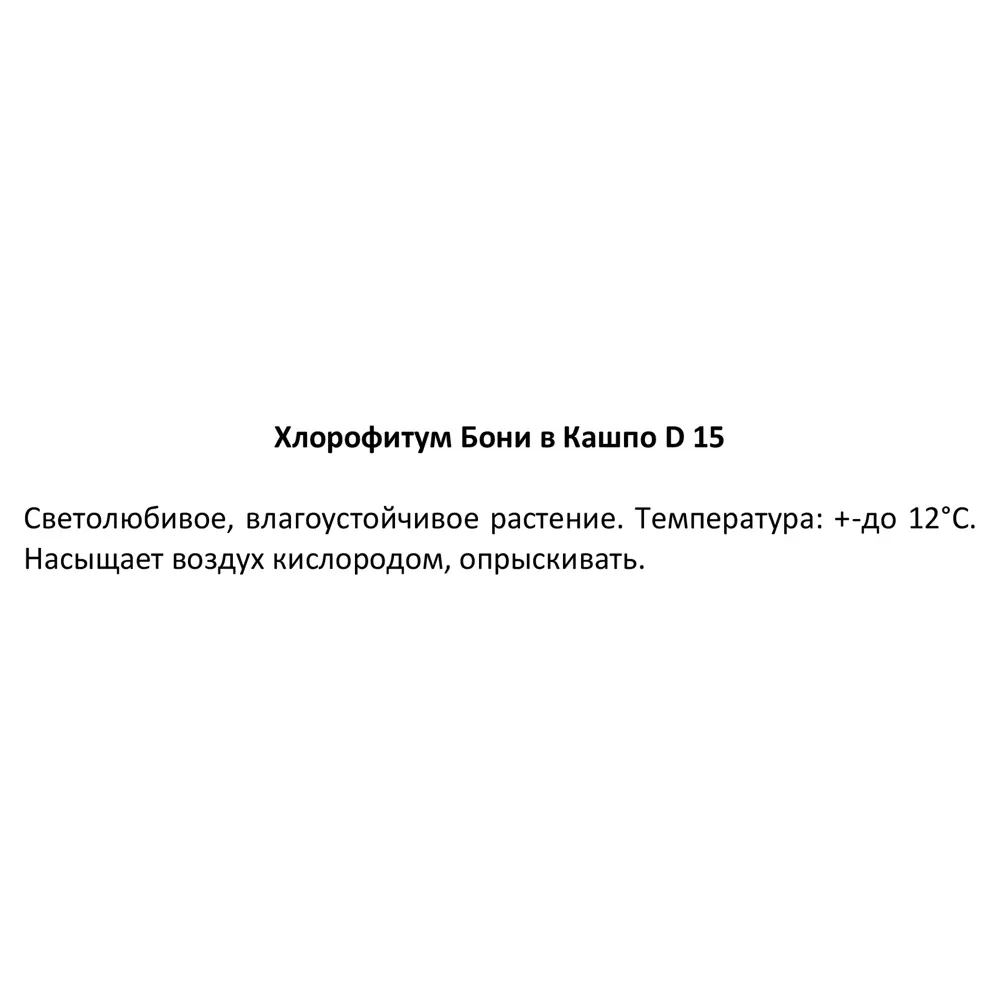 Хлорофитум Бонни Santreyd — изящный каскад зелени для вашего интерьера 85535974 STLM-0063574 - Вид №2
