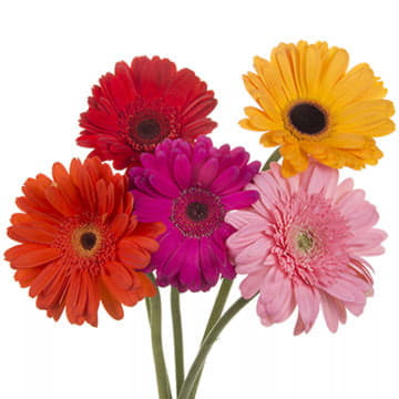Гербера аква микс 80 см Santreyd 23864 - Вид №1