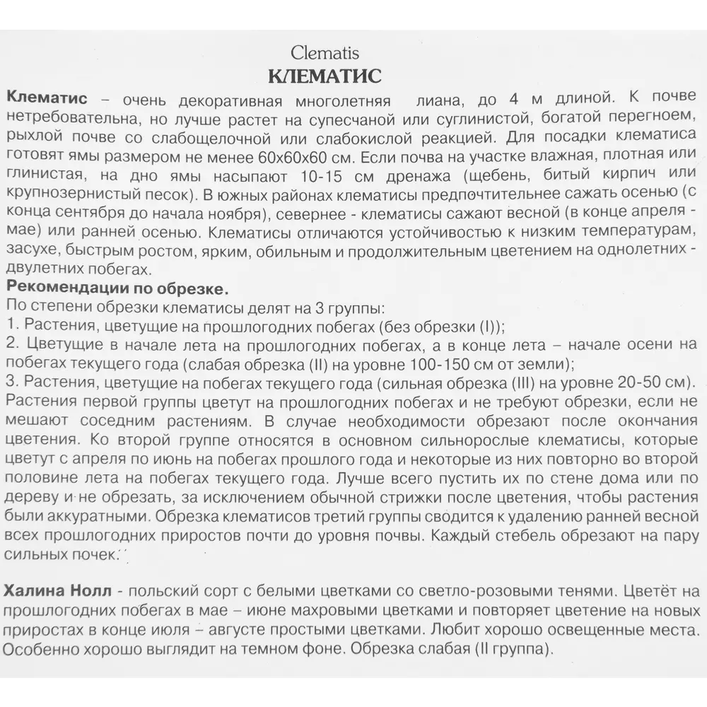 Клематис крупноцветковый Халина Нолл h15 см 83431382 STLM-2012108 Santreyd  - Вид №1