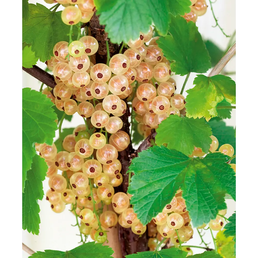 Смородина «Смольяниновская» 1 год 12.5x30-50 см Santreyd STLM-2155662 - Вид №2