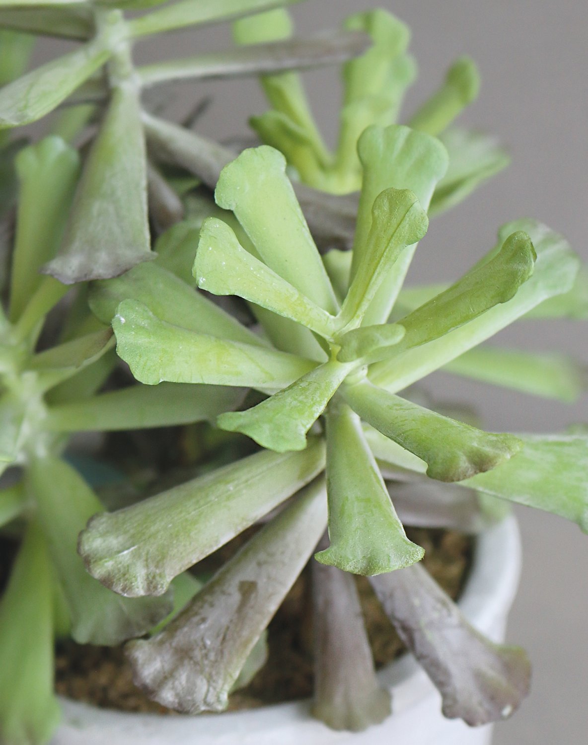 6102 883 a3 Искусственный суккулент, горшок, 25 см, зеленый H-andreas 