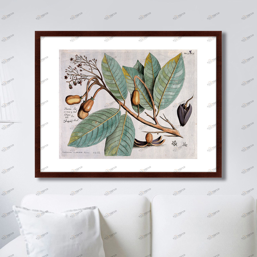 Картина: Exotic plants of the world №5, 1815г. КАРТИНЫ В КВАРТИРУ  264358 Разноцветный 