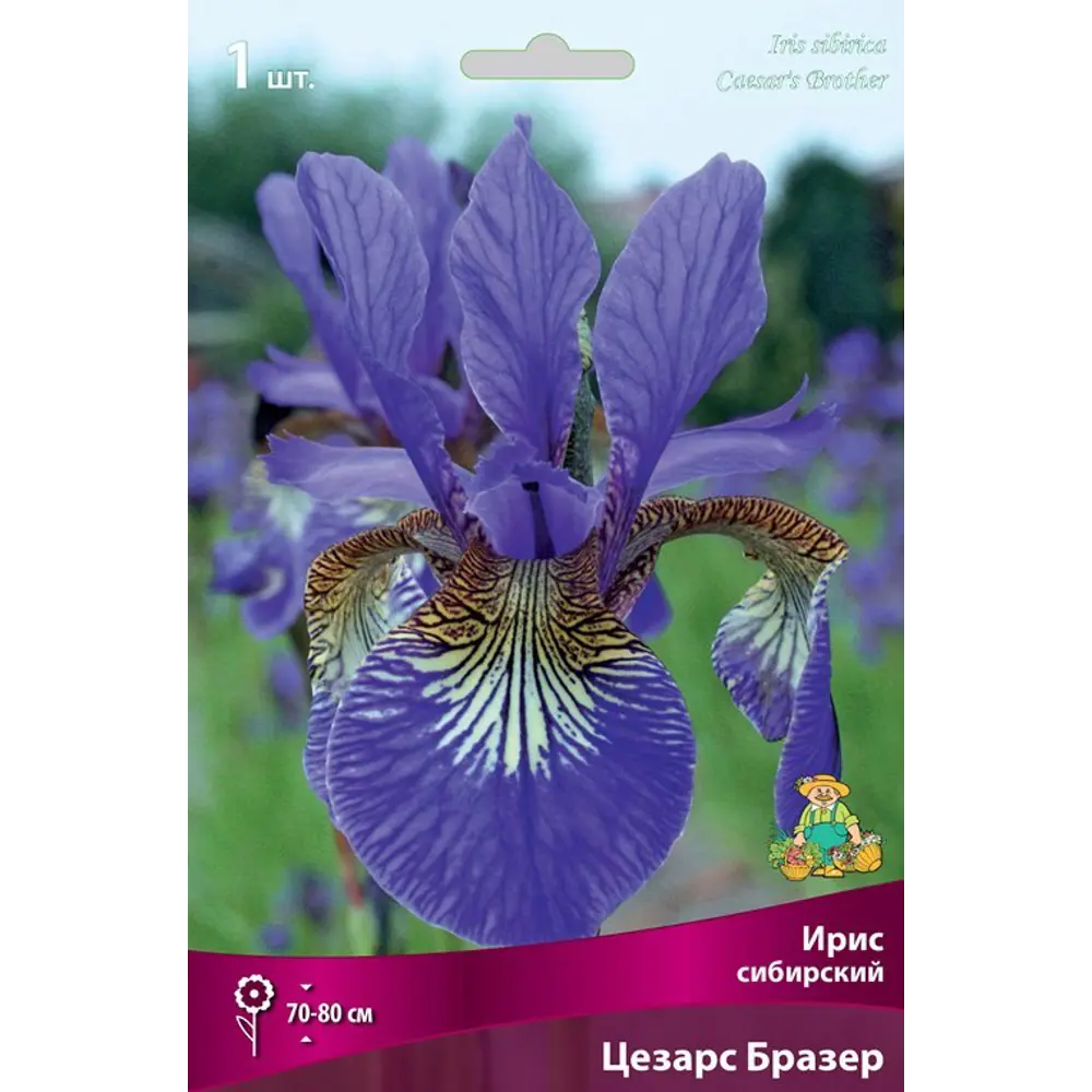 Ирис сибирский «Цезарс Бразе», размер луковицы I Santreyd STLM-2052762 - Вид №1