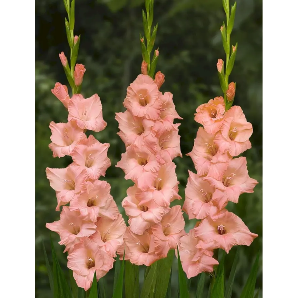 Гладиолус крупноцветковый Тройка 7 шт. 83628488 STLM-2115572 BLOOMING LIFE 