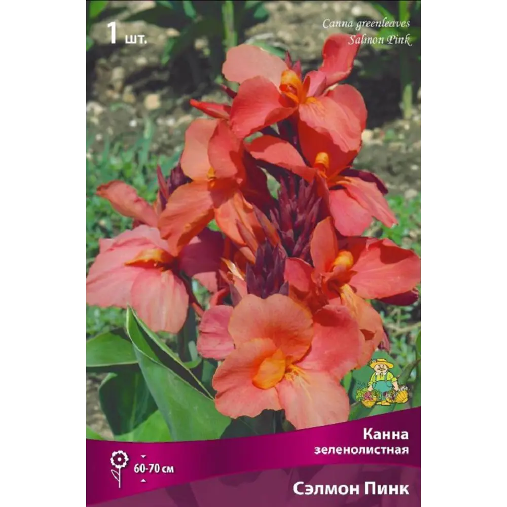 Канна зеленолистная Сэлмон Пинк ПОИСК STLM-2206083 - Вид №1