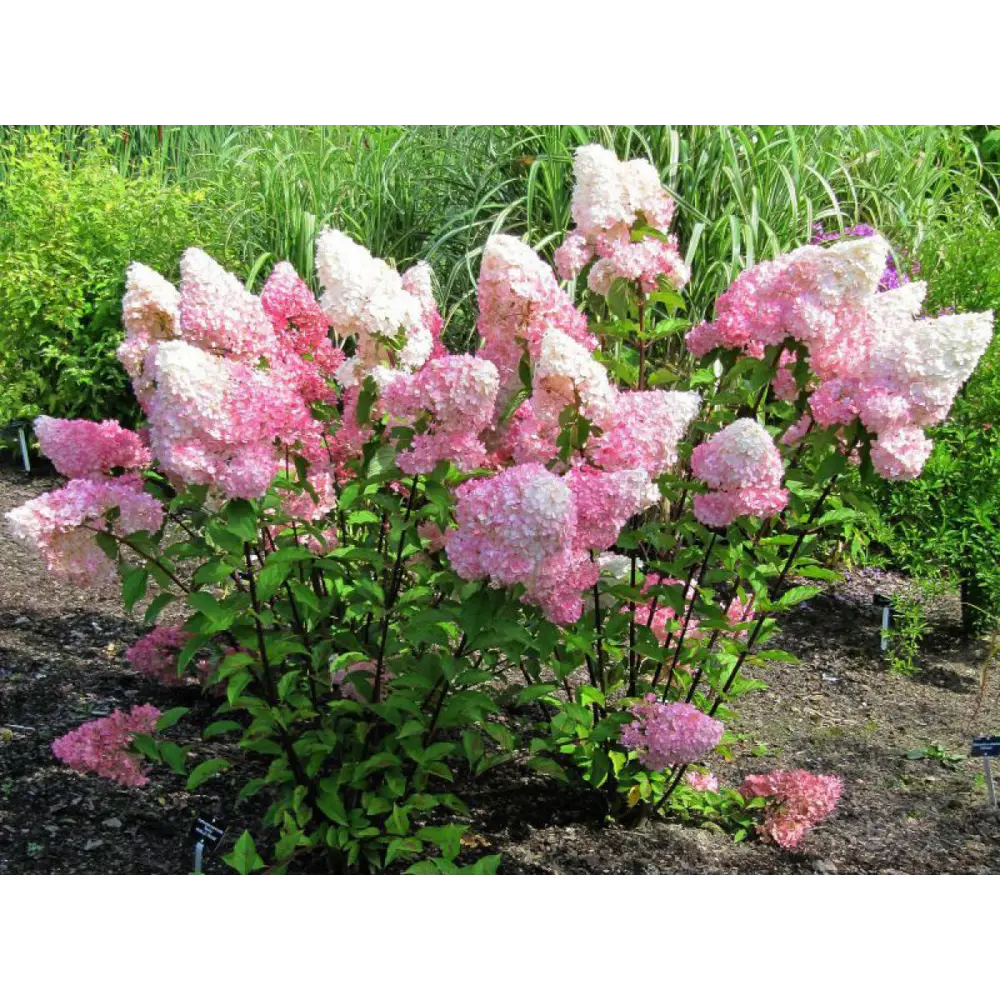 Гортензия метельчатая Ванила Фрайз ø15 h15 см 87691073 STLM-2146784 PLANTMARKET 