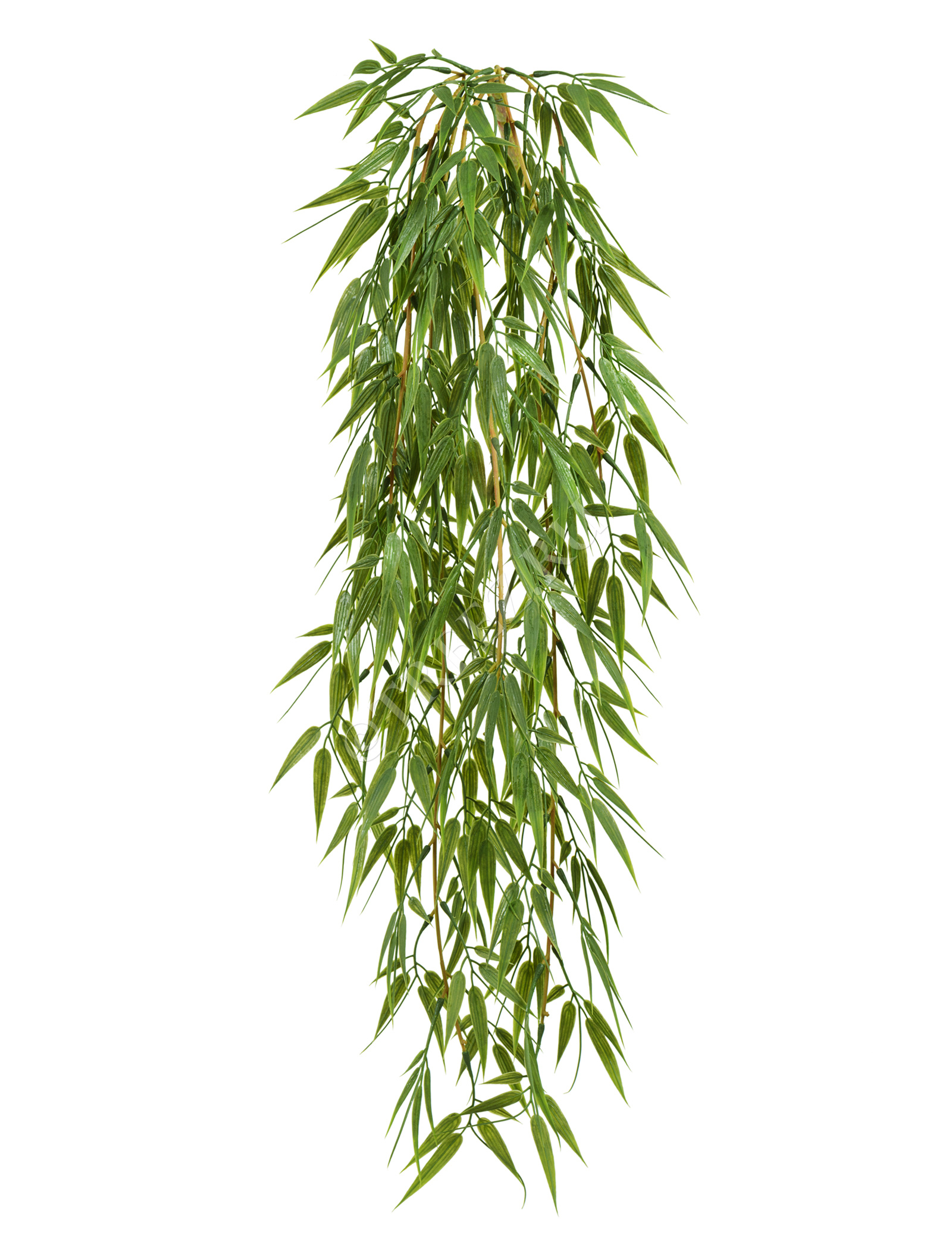 20.1415S Бамбук ампельный Цветочная коллекция  - Вид №1